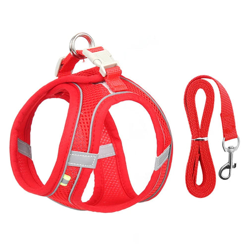 Harnais rouge et gris et une laisse pour Chihuahua โ parfaits pour des promenades sรฉcurisรฉes avec votre petit chien ou chat