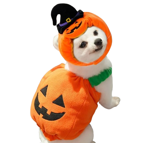Déguisement Chihuahua : costume de citrouille avec chapeau confortable et tendance, parfait pour les fêtes, évènements, anniversaires ou halloween – taille parfaite pour les petits chiens