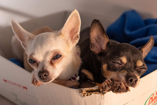 Le Chihuahua : Guide Complet de la Plus Petite Race de Chien au Monde