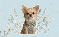 Warum ist das Geschirr für Ihren Chihuahua unverzichtbar? (Und wie Sie ihn natürlich schützen können)