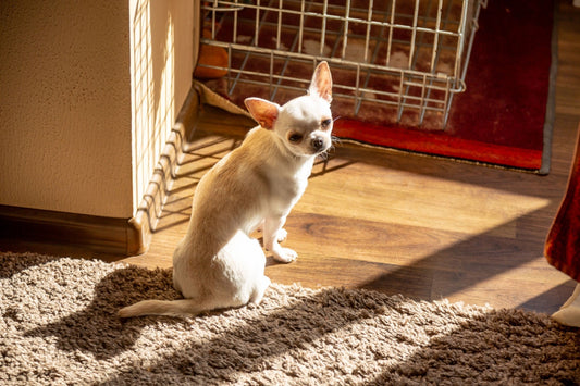 Chihuahua en Appartement : Guide Complet pour Vivre en Ville