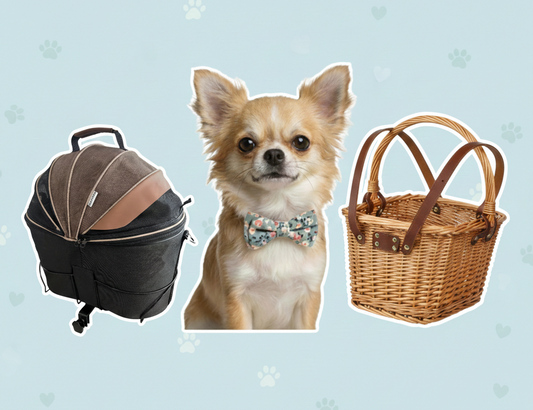 Panier vélo chien : avant ou arrière ? Le guide simple pour choisir