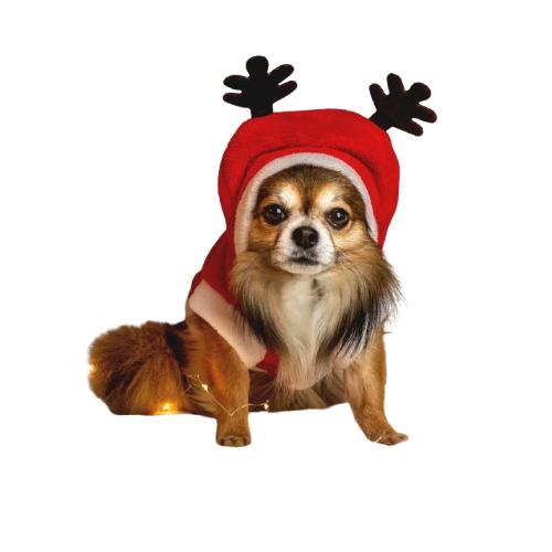 Noël pour Chihuahua / Chiens