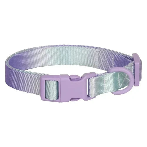 Collier Chihuahua : Dégradé Violet