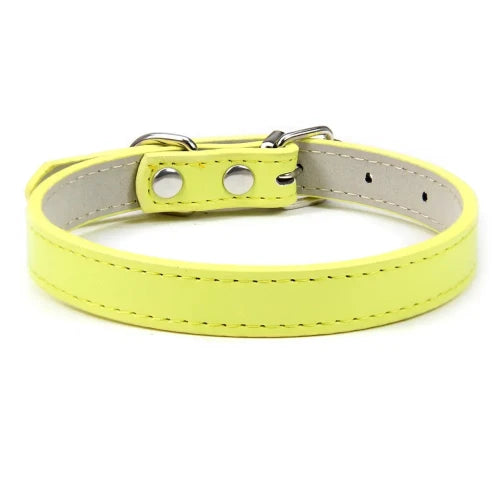 Collier Chihuahua : Cuir Couleur