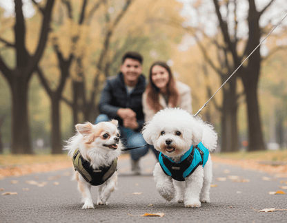 Doudoune harnais chihuahua pour les petits chiens. Visuel pour un article de blog sur le sujet "Doudoune harnais chihuahua". Doudounes et vestes vendues sur la boutique Mon Petit Chihuahua. Convient aussi aux chats.