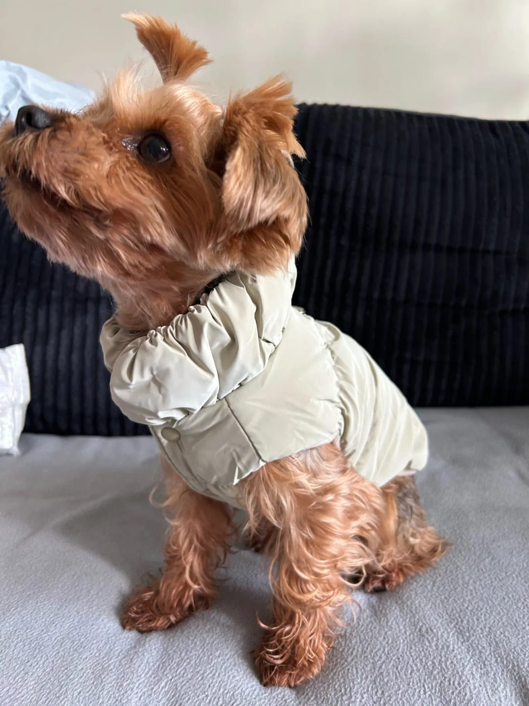 Photo d'un petit chien qui porte une doudoune kaki. Avis 5 étoiles laissé sur la boutique Mon Petit Chihuahua. Convient aussi aux chats.