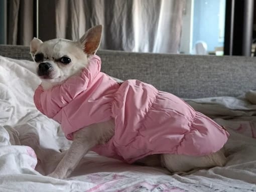Photo d'un chihuahua avec une doudoune rose. Avis 5 étoiles laissé sur la boutique Mon Petit Chihuahua. Convient aussi aux chats.