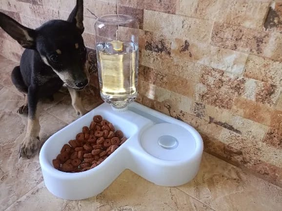 Photo d'un chihuahua qui mange dans une gamelle double avec réservoir d'eau. Avis 5 étoiles laissé sur la boutique Mon Petit Chihuahua. Convient aussi aux chats.