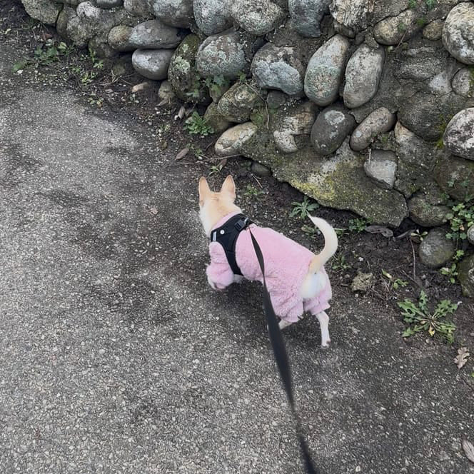 Photo d'un chihuahua avec un pyjama rose. Avis 5 étoiles laissé sur la boutique Mon Petit Chihuahua. Convient aussi aux chats.