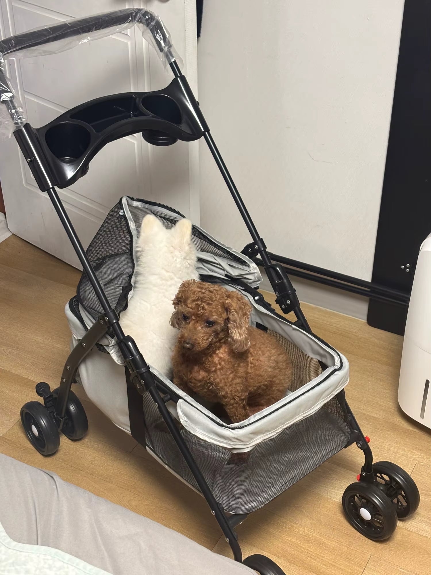 Photo de 2 petits chiens dans une poussette blanche, vendue dans la boutique Mon Petit Chihuahua