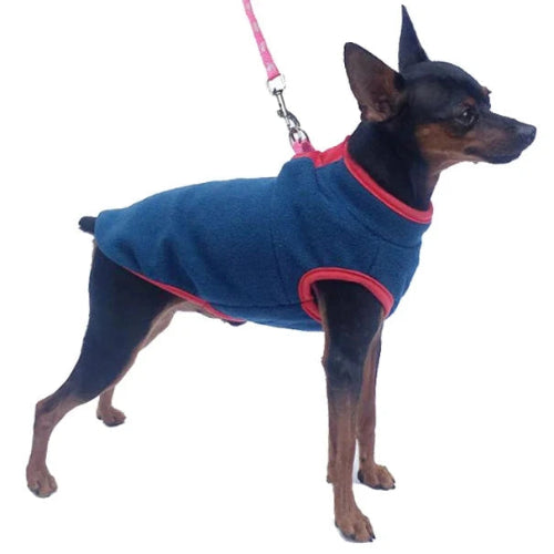 Manteau pour Chihuahua : veste polaire bleue – Parfait pour protéger votre petit chien ou chat pendant les promenades - vue portée sur le chien